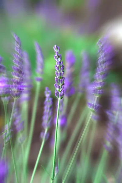 Lavendel — Stockfoto