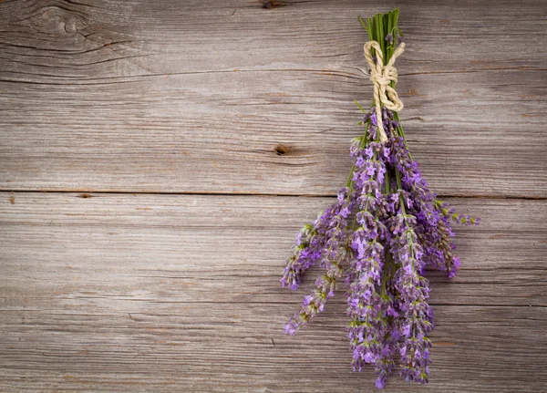 Lavendelblüte — Stockfoto