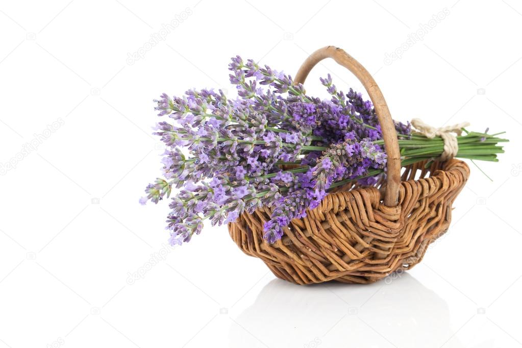 Basket with a lavender, isolated on white background