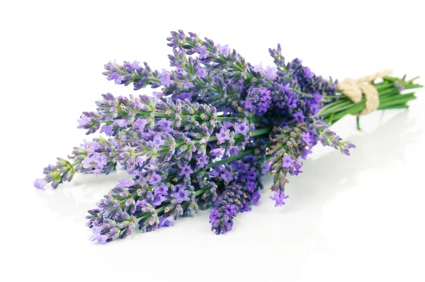 Manojo de lavanda sobre un fondo blanco . — Foto de Stock