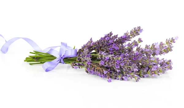 Bunch of lavender flowers with satin ribbon, on a white backgrou — Stock Photo, Image