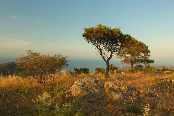 Mediterranean sea and trees — Stock Photo, Image