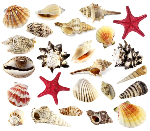 Seashell collectie geïsoleerd op witte achtergrond — Stockfoto