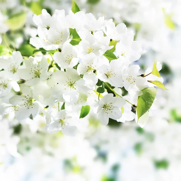 Fiori di mele su sfondo bianco — Foto Stock