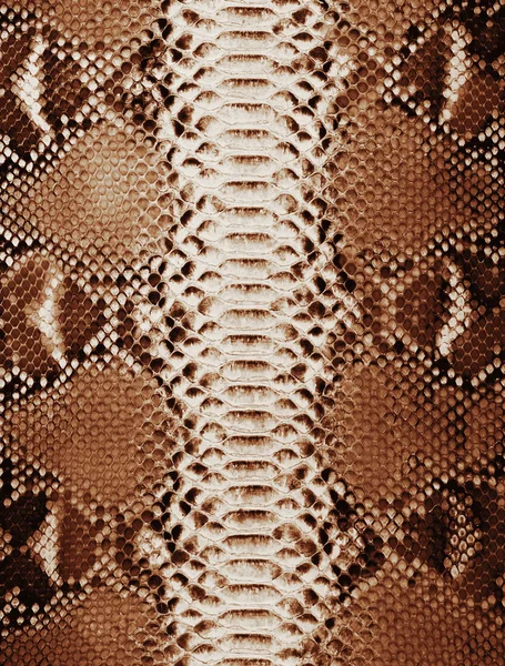 Fondo de piel de serpiente — Foto de Stock