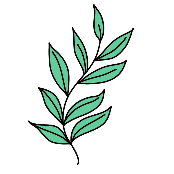 Зеленый лист, нарисованный вручную на белом фоне — стоковый вектор