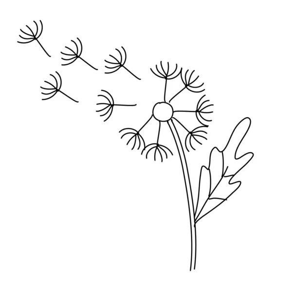 Одуванчик на белом фоне. Ботаническая векторная иллюстрация — стоковый вектор