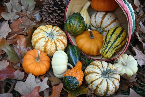 Pumpor och kalebasser — Stockfoto