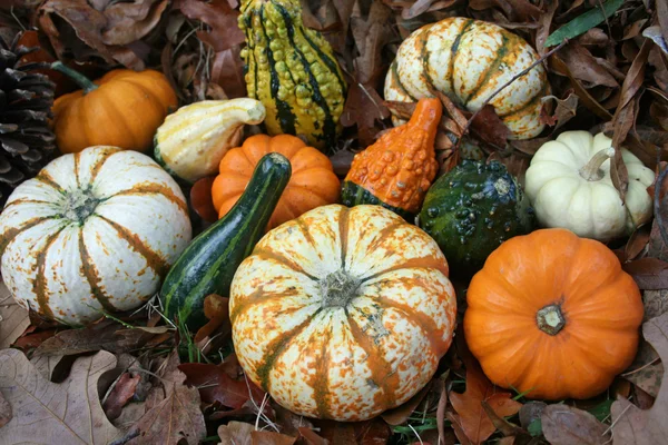 Pumpor och kalebasser — Stockfoto