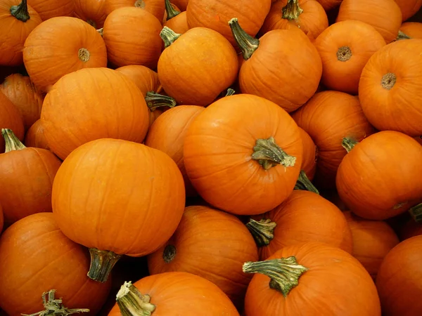 Pumpkins — Stock Photo, Image