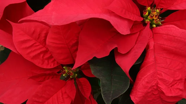 Poinsettia Stock Picture