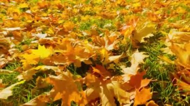 Şehir parkındaki altın sonbahar ağaçları parlak renklerle boyar ve düşen yapraklarda güneşin ışınlarıyla oynar..