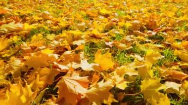 Şehir parkındaki altın sonbahar ağaçları parlak renklerle boyar ve düşen yapraklarda güneşin ışınlarıyla oynar..