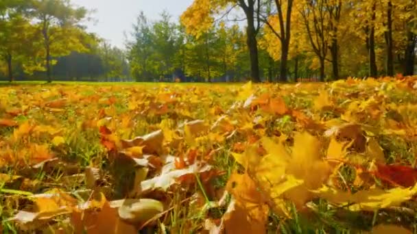 市公園の黄金の秋は 明るい色の木を描き 落下する葉の中で太陽の光と遊ぶ — ストック動画