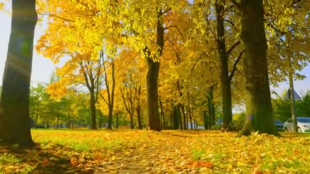 공원의 황금빛 나무들을 색으로 물들이며 떨어지는 나뭇잎 광선을 가지고 — 비디오