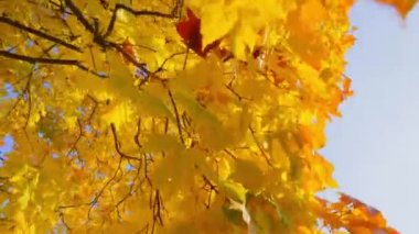 Şehir parkındaki altın sonbahar ağaçları parlak renklerle boyar ve düşen yapraklarda güneşin ışınlarıyla oynar..