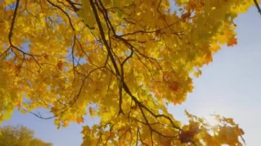 Şehir parkındaki altın sonbahar ağaçları parlak renklerle boyar ve düşen yapraklarda güneşin ışınlarıyla oynar..