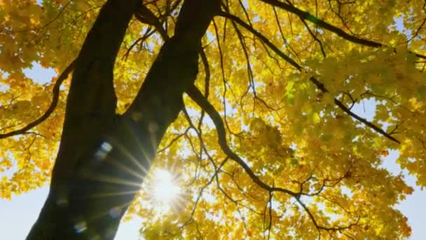 Der Goldene Herbst Stadtpark Malt Die Bäume Leuchtenden Farben Und — Stockvideo