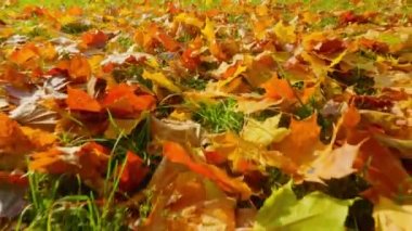 Şehir parkındaki altın sonbahar ağaçları parlak renklerle boyar ve düşen yapraklarda güneşin ışınlarıyla oynar..