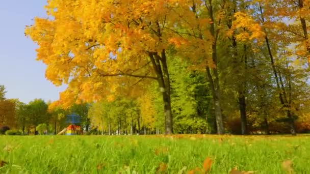공원의 황금빛 나무들을 색으로 물들이며 떨어지는 나뭇잎 광선을 가지고 — 비디오