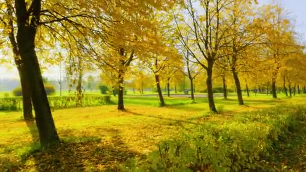 Der Goldene Herbst Stadtpark Malt Die Bäume Leuchtenden Farben Und — Stockvideo