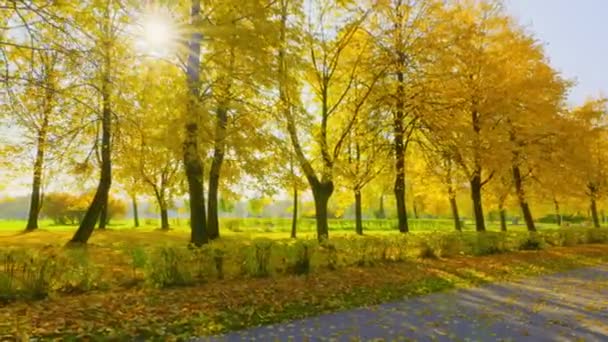 Autunno Dorato Nel Parco Cittadino Dipinge Gli Alberi Con Colori — Video Stock