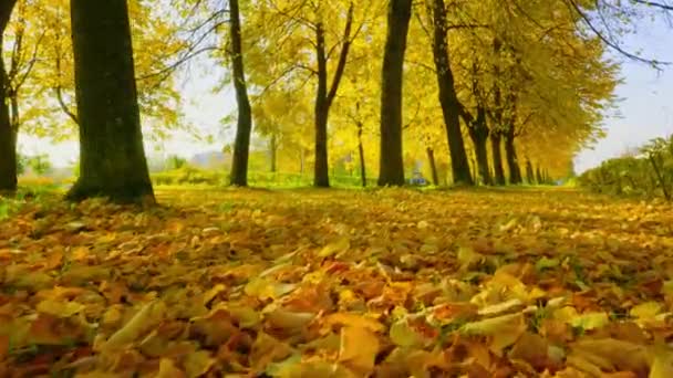 城市公园里的金秋 把树漆成鲜艳的颜色 在落叶中 与太阳的光芒嬉戏 — 图库视频影像