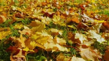 Şehir parkındaki altın sonbahar ağaçları parlak renklerle boyar ve düşen yapraklarda güneşin ışınlarıyla oynar..