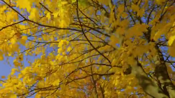 Золотая Осень Городском Парке Окрашивает Деревья Яркие Цвета Играет Лучами — стоковое видео