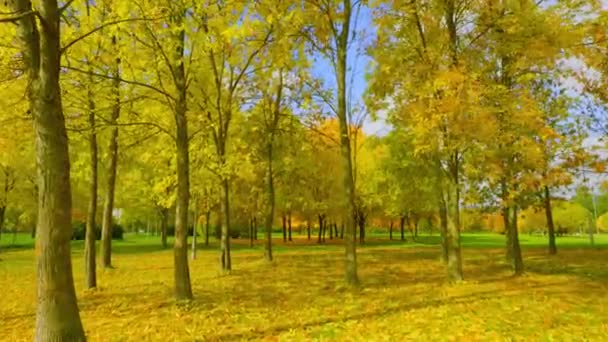 Şehir Parkındaki Altın Sonbahar Ağaçları Parlak Renklerle Boyar Düşen Yapraklarda — Stok video