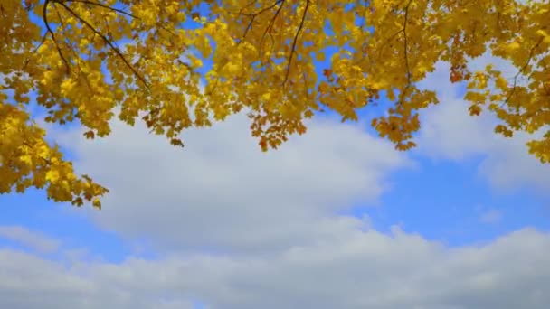 Der Goldene Herbst Stadtpark Malt Die Bäume Leuchtenden Farben Und — Stockvideo
