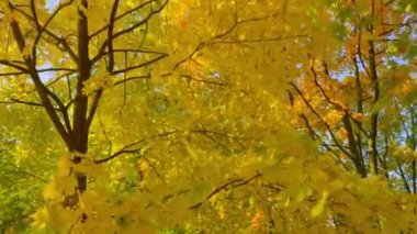 Şehir parkındaki altın sonbahar ağaçları parlak renklerle boyar ve düşen yapraklarda güneşin ışınlarıyla oynar..