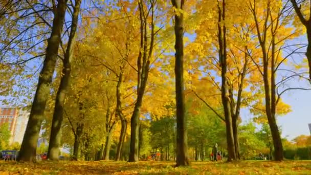 Outono Dourado Parque Cidade Pinta Árvores Cores Brilhantes Brinca Com — Vídeo de Stock