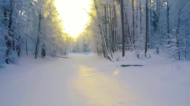 霜の降る冬の朝の太陽は 凍結した北部の自然の静けさを照らし出します 動画クリップ