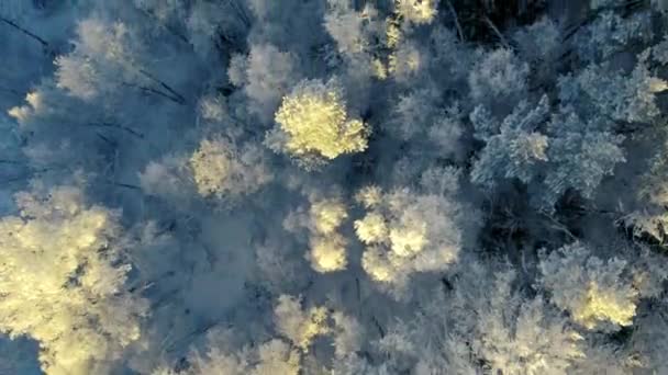 霜の降る冬の朝の太陽は 凍結した北部の自然の静けさを照らし出します — ストック動画