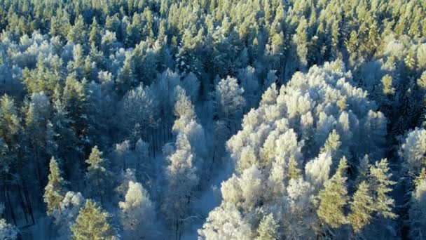 Zon Een Ijzige Winterochtend Verlicht Rust Van Bevroren Noordelijke Natuur — Stockvideo