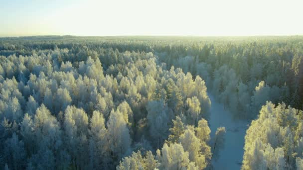 Sol Uma Manhã Gelada Inverno Ilumina Calma Natureza Congelada Norte — Vídeo de Stock