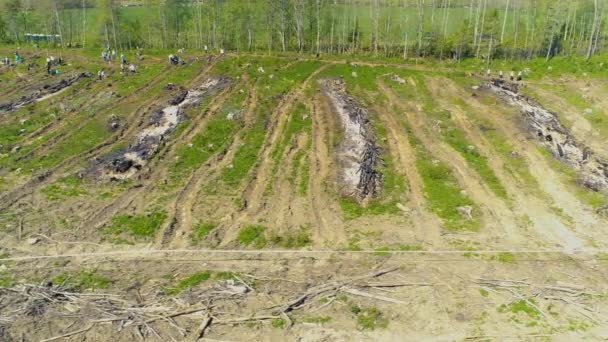 Voorjaarswerkzaamheden Velden Voor Het Opruimen Beplanten Oogsten Van Het Eerste — Stockvideo