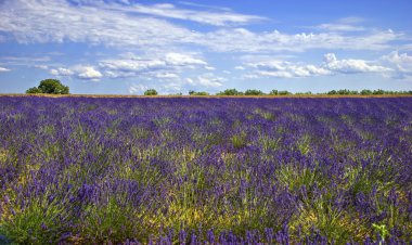 Avusturya doğa - zell am görmek