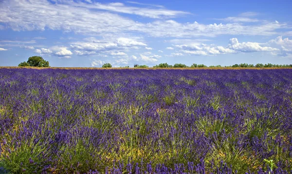 Avusturya doğa - zell am görmek