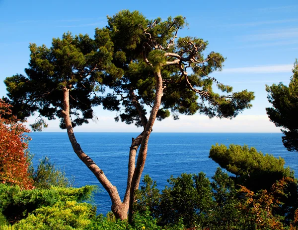 Avusturya doğa - zell am görmek