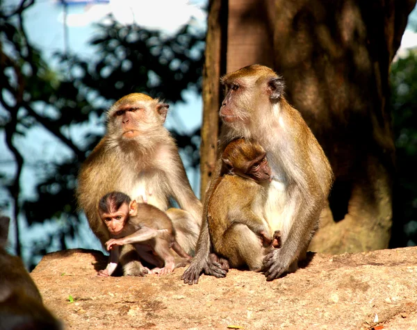 Macaco. Fotografia De Stock
