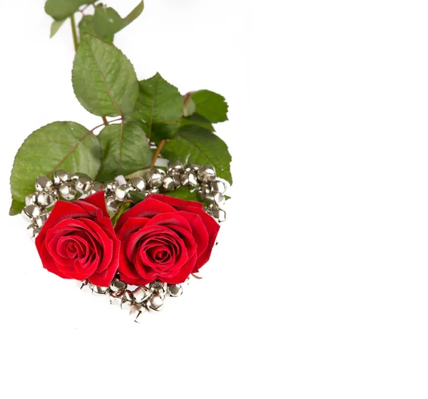 バレンタインのための 2 つのバラ。白で隔離されます。 — ストック写真