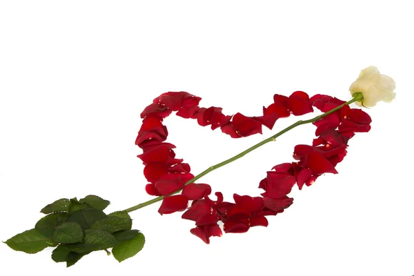 Hjärtat av kronblad från rosor. isolerad på vit — Stockfoto
