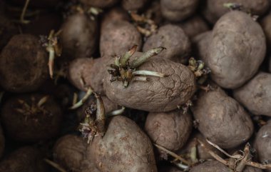 Patates ekmek için, patates ekmek için.