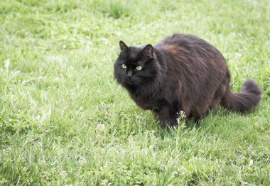 Çimlerdeki kediler Karahindiba çelenginde