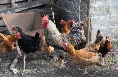 Tavuklu horoz yürüyüşe çıktı. Yüksek kalite fotoğraf