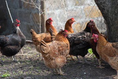 Yürüyüşe çıkan tavuk. Yüksek kalite fotoğraf