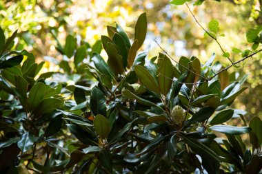 Yeşil manolya meyvesi. Yüksek kalite fotoğraf