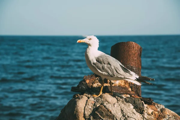 Seagull sits on a stone and looks at the sea. High quality photo